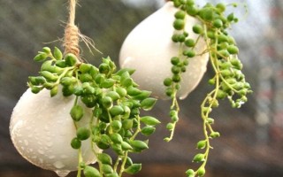 翡翠珠的養(yǎng)殖方式，每隔4-5天澆一次即可