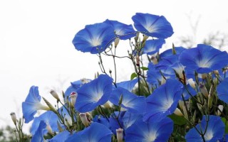 牽?；ㄓ心膸追N顏色，有緋紅、桃紅、紫色等