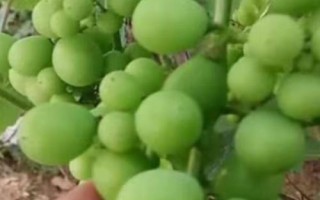葡萄粒小的原因，品種原因或氮肥施用過量均會導致
