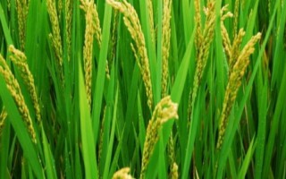 N兩優(yōu)6號(hào)水稻品種的特性，秈型兩系雜交水稻品種