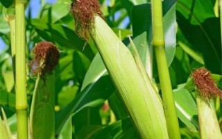 金耕118玉米品種的特性，在整個種植過程中注意防治雜草