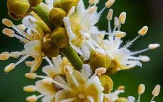 如何促進龍眼花芽分化，可在冬季增施鉀肥