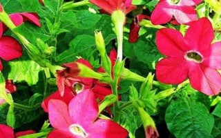 花煙草的花期，在每年的4-10月份的時候開花
