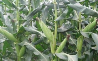 山單2號（試驗(yàn)名稱：山丹2號）玉米種子特征特性，大喇叭口期防治玉米螟