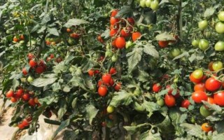 大棚種植圣女果如何提高產(chǎn)量，根據(jù)植株的長勢來澆水施肥