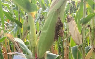 軍單23玉米種子簡介，中抗彎孢菌葉斑病