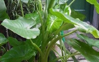 滴水觀音株型太大如何處理，切割植株能變得美觀挺拔
