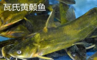 黃骨魚是什么魚，是底棲性魚類