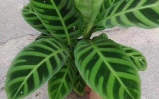 天鵝絨竹芋的養(yǎng)殖方法，適宜的生長溫度在18-30℃
