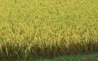 荃優(yōu)W8水稻品種的特性，適宜播種期為4月底～5月中旬