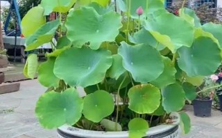 荷花為什么會(huì)爛根，可能是水量過多、施肥過量等因素造成