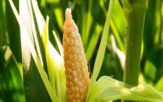 華金甜2號(hào)玉米種子介紹，中抗小斑病