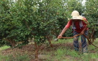 老茶樹(shù)的移栽方法，適宜在春秋兩季進(jìn)行