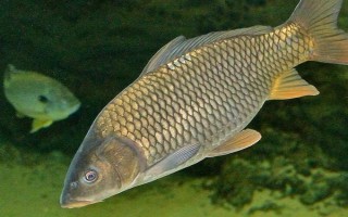 管付千又魚(yú)鉤適合釣?zāi)男~(yú)，適合釣海魚(yú)、黃顙魚(yú)和鯰魚(yú)等