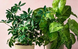 幸福樹能不能過冬，需要將其移到室內(nèi)養(yǎng)護便可順利過冬