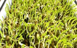 綠豆芽種植技術，選種是培育的第一步