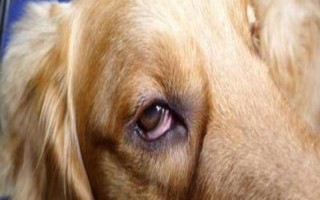 狗狗眼瞼內翻怎么辦，癥狀較輕時可滴入普魯卡因溶液