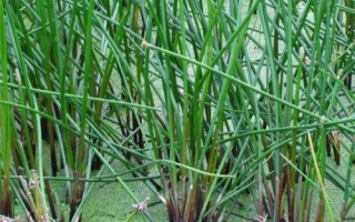 馬蹄的種植技術(shù)，使用球莖進(jìn)行繁殖