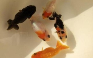 養(yǎng)蘭壽需要打氧嗎，缺氧時(shí)需補(bǔ)充氧氣