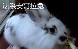 毛兔優(yōu)良品種介紹，有德系、法系和中國(guó)粗毛新品種