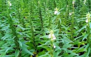 芝麻的種植條件，對土壤的要求較為嚴(yán)格