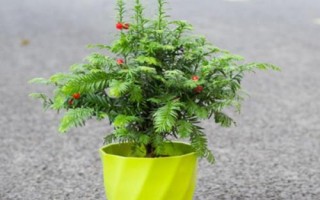 紅豆杉盆景種植技術(shù)，是第四紀(jì)冰川時期孑遺植物