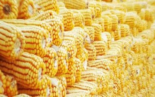 東潤228玉米品種的特性，中等肥力以上地塊均可以種植