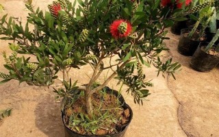 紅千層是不是吉祥花，紅千層是吉祥花