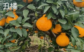 丑橘是不是耙耙柑，二者有6種區(qū)別