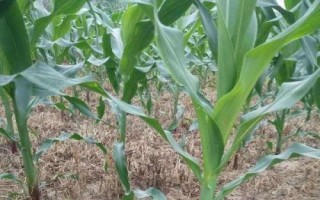 貴單2308玉米種子介紹，夏播在5月中旬以前播種