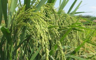 谷優(yōu)3301水稻種子特征特性，每畝大田用種量25～5千克
