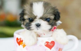 茶杯犬喂哪種食物，一歲左右主喂牛奶和雞蛋、超過一歲后主喂狗糧