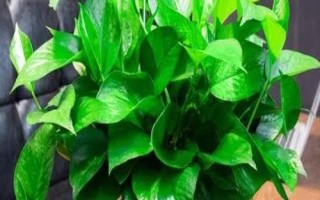 綠蘿爛根的預(yù)防方法，通常2-3年換一次盆