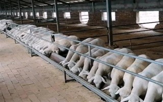 育肥羊的飼料配方，原料有玉米粉、草粉、玉米粒等