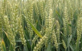 運旱805小麥種子介紹，適宜播量每畝8-9公斤
