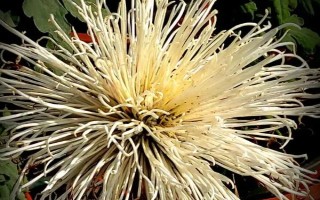 構(gòu)成菊花植株結(jié)構(gòu)和功能的基本單位，基本單位是細(xì)胞
