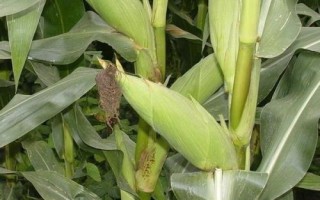 C8380玉米種子介紹，高抗莖腐病