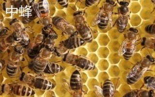 中蜂和意蜂的區(qū)別，中蜂為我國獨有的當(dāng)家品種