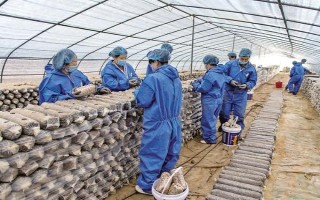 平菇銹斑病怎么防治，需通風降濕、噴施石灰水或漂白粉溶液