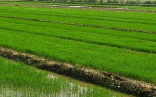 桂育11號(hào)水稻種子介紹，適時(shí)播種