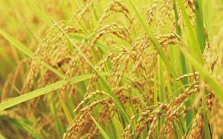 漢兩優(yōu)169水稻品種的特性，全生育期108～119天