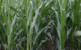 登海1855玉米品種的特性，每畝種植密度4500株