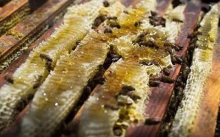 蜜蜂爬蜂病的種類和治療方法，包括蜜蜂螺原體病、蜜蜂孢子蟲病等類型
