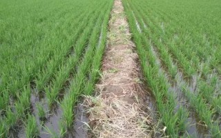 寧粳51號(hào)水稻品種的特性，該品種苗期耐寒性強(qiáng)