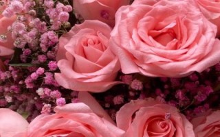 什么是粉玫瑰，屬于薔薇目、薔薇科直立灌木
