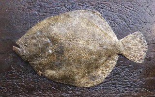 比目魚又叫什么魚，又被叫做鰈魚、偏口魚等