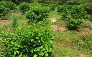 柑橘園雜草如何防控，可用化學(xué)藥劑除草也可以草治草