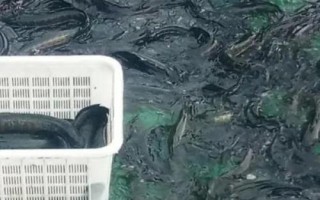 黑魚如何養(yǎng)殖，魚種長成后才能放入混養(yǎng)塘