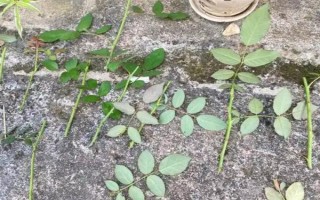 月季可以和什么樹嫁接，包括玫瑰、薔薇等品種