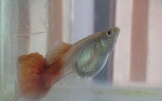 孔雀魚用什么水養(yǎng)，可以選擇自來(lái)水、湖水、河水或者井水